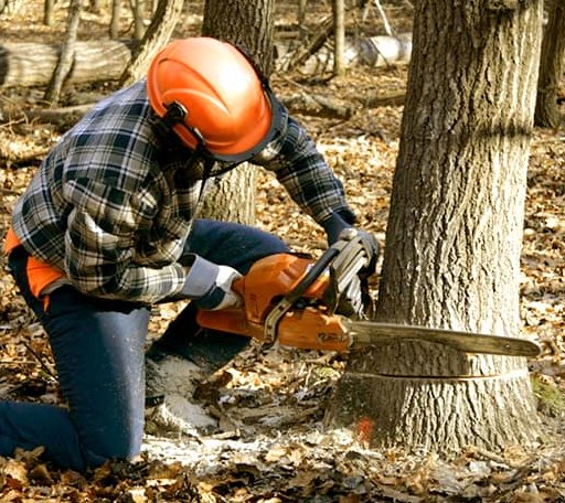 Tree Removal in Big Rapids, MI